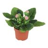 Syningia MoreLIPS® MIX 25 cm