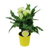 Kalla MoreLIPS® MIX 40 cm