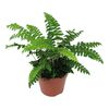 Polystichum 45 cm