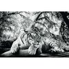 Plakat TIGER IS WATCHING YOU 91.5 x 61 cm