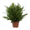 Podrzeń (Blechnum) 'Silver Lady' 45 - 50 cm AIR SO PURE