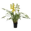 Storczyk Cymbidium 3-4 pędy 60 cm