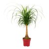 Nolina wygięta 110 cm
