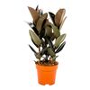Ficus 'Elastica' MIX 110 cm