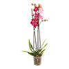 Storczyk Falenopsis Asian Pearl 2 pędy 55 cm