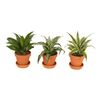 Dracena DRAGON MIX 25 cm