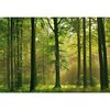 Fototapeta AUTUMN FOREST 254 x 366 cm