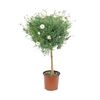Margerytka biała (Złocień krzewiasty forma pienna) 50 - 60 cm