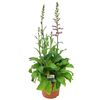 Naparstnica zwyczajna MIX 50 cm
