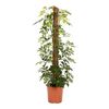Rośliny zielone MIX 120 cm