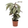 Kalatea MIX 45 cm AIR SO PURE