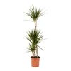 Dracaena Marginata 140-160 cm