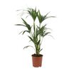 Kentia 85 - 95 cm