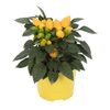 Papryka roczna 'Samba' MIX 20 cm