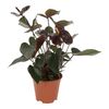 Anturium Andreego 'Black Queen' 50 - 60 cm