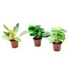 Peperomia MIX 10 cm