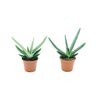 Gasteria MIX 10 cm
