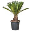 Sagowiec Cycas Revoluta 50 cm