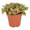 Fittonia ZALM RUBY LIME 20 cm