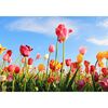 Kanwa Artcanvas Tulipany 100 x 70 cm