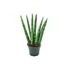 Sansewieria cylindryczna MIX 10 cm