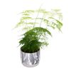 Asparagus pierzasty 35 cm