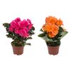 Begonia zimowa MIX 25 cm