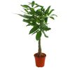 Pachira wodna 90 cm