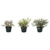 Hebe Magicolors® MIX 20 cm