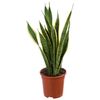 Sansewieria gwinejska MIX 70 cm