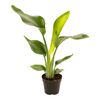 Strelitzia Nicolai Rajski Ptak 50 - 60 cm