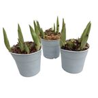 Orchidea ogrodowa MIX 5 - 15 cm