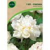 Piwonia WHITE WINGS 1 szt. GEOLIA