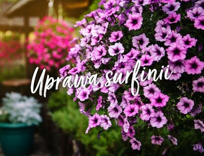 Surfinie i ich uprawa