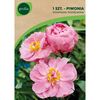 Piwonia KONINGIN WILHELMINA 1 szt. GEOLIA