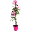 Roślina ogrodowa MIX Róża pnąca 90 cm