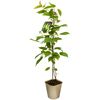 Aktinidia pstrolistna MIX 90 cm