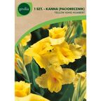Cebulki kwiatów YELLOW KING HUMBERT Paciorecznik 1szt. GEOLIA