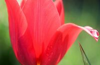 Tulipany – kiedy sadzimy i jak o nie zadbać?