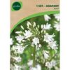 Cebulki kwiatów WHITE Agapant 1szt. GEOLIA