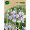 Agapant SILVER ARROW 1 szt. GEOLIA