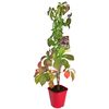 Winobluszcz pięciolistkowy REDWALL® 'Troki' PBR 90 cm