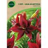 Lilia azjatycka RED 3 szt. GEOLIA