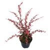 Berberys MIX 15 - 20 cm
