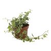 Bluszcz MIX 15 cm AIR SO PURE