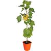 Sadzonka roślin pnących MIX Winorośl pachnąca 90 cm