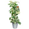 Sadzonka roślin pnących MIX Przywarka japońska 90 cm