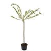 Wierzba całolistna 'Hakuro Nishiki' (forma pienna) 120 cm