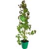 Winobluszcz pięciolistkowy MIX 90 cm