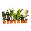 Rośliny zielone MIX 120 cm HAMIPLANT